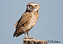 Athene cunicularia